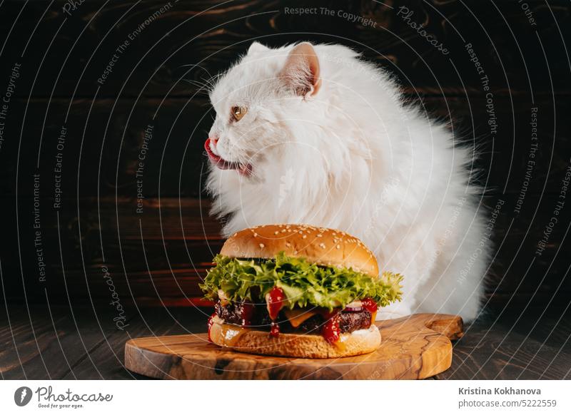 Nette flauschige Katze isst großen Burger auf dunklem Hintergrund. Kitty isst leckere Fast-Food-Mahlzeit mit Fleischkotelett, Zwiebeln, Gemüse, geschmolzenem Käse und Soße.