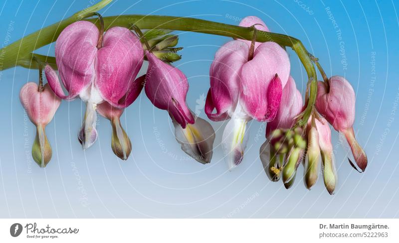Lamprocapnus spectabilis, früher Dicentra spectabilis, das tränende Herz (heul, schluchz...) gehört zu den Mohngewächsen tränendes Herz Blüte Blüten blühen
