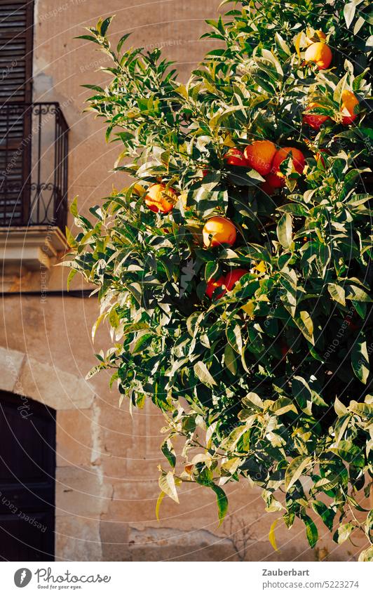 Orangenbaum vor einer historischen Fassade mit Balkon und Tor in Katalonien leuchtend grün spanisch Spanien mediterran malerisch Frucht Früchte fruchtig