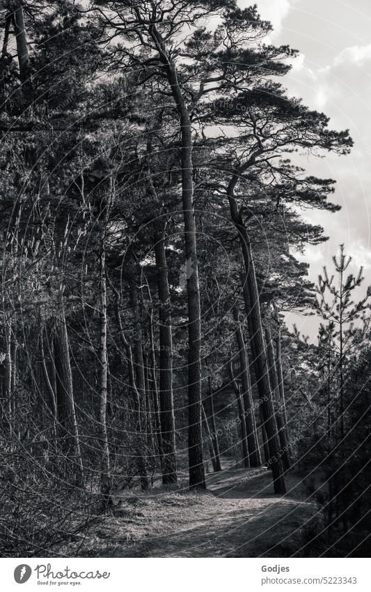 Nadelbäume in einem Wald an der Küste In schwarzweiß Nadelbaum Fichte Kiefer Natur Baum Tanne Außenaufnahme Schwarzweißfoto Umwelt Menschenleer Pflanze