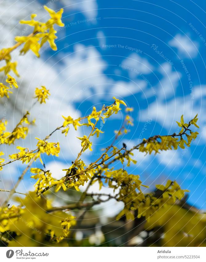 Forsythienstrauch im Frühlingswind Strauch Blüten Gelb Garten Himmel blau Ostern Wolken Schäfchenwolken Wind blühen Natur Pflanze