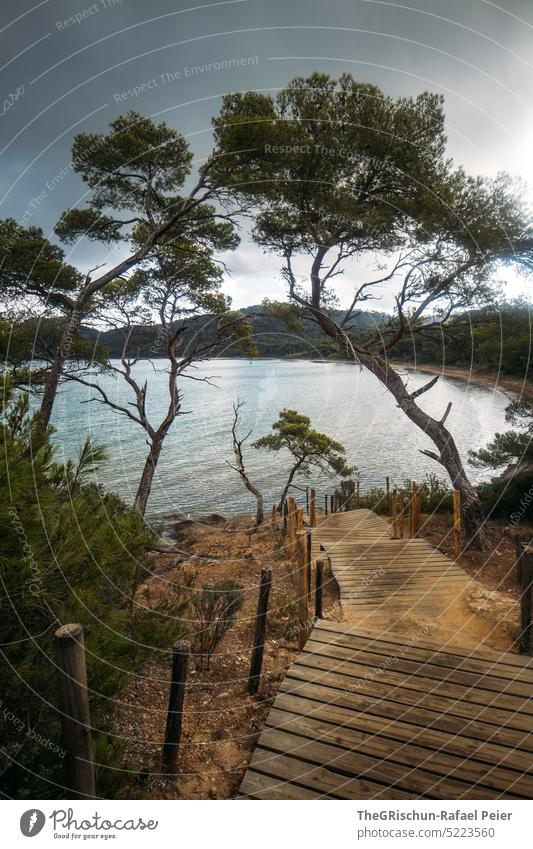 Steg und Bäume vor Strand Meer Porquerolles Frankreich Insel Ferien & Urlaub & Reisen Wasser Erholung Himmel Küste Sommer Außenaufnahme