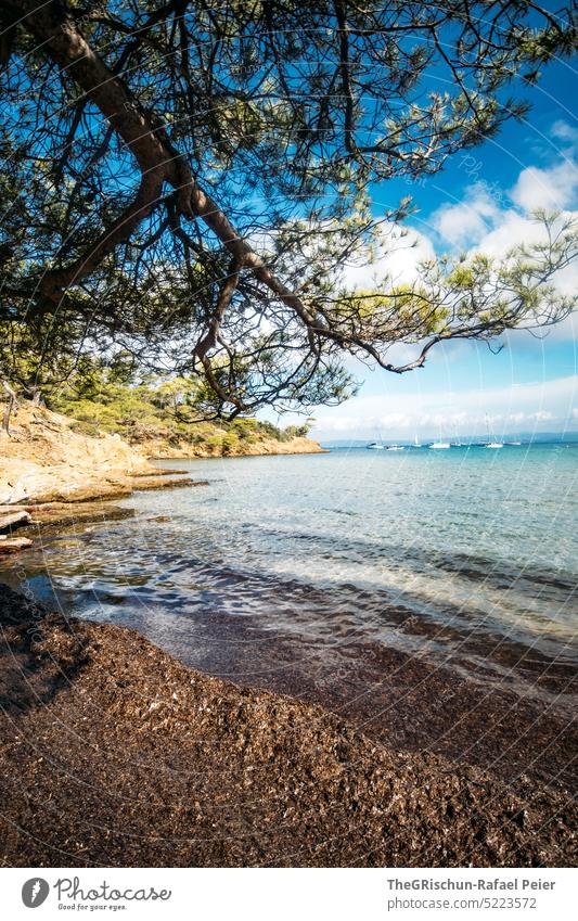 bäume und strand am Meer Steg Porquerolles Frankreich Insel Ferien & Urlaub & Reisen Wasser Erholung Strand Himmel Küste Sommer Außenaufnahme Bäume