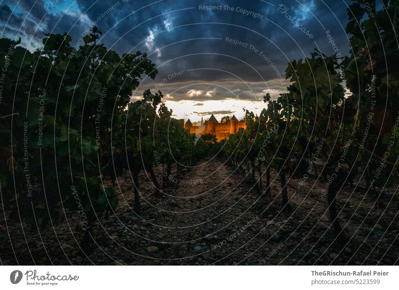 Weinreben vor Schloss Carcasonne Carcassonne Reben Dämmerung Stimmung dramatischer himmel Erde Perspektive Weinberg Landschaft Außenaufnahme Weinbau grün