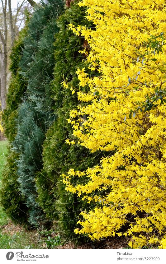 Leuchtende Forsythie Goldglöckchen gelb blühend Strauch Busch grün Pflanze Natur Garten Frühling Außenaufnahme natürlich schön leuchtend Farbfoto