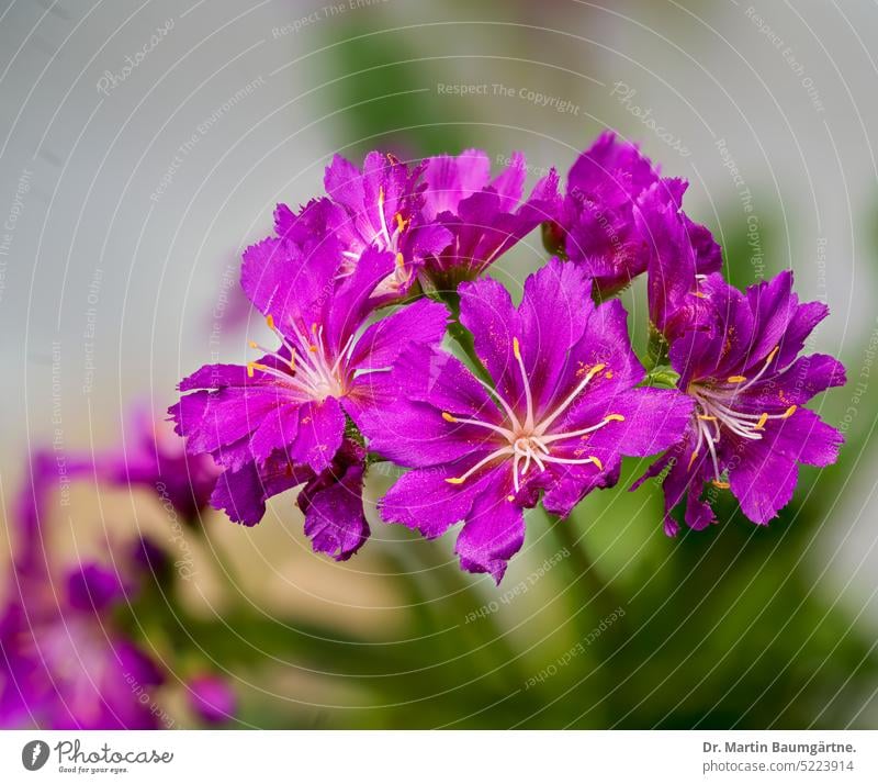 Bitterwurz, Lewisia cotyledon, blühende Pflanze Blütenstand Blütenstände Sukkulente Gartenform rot-violette Blüten aus Nordamerika Caudexpflanze immergrün