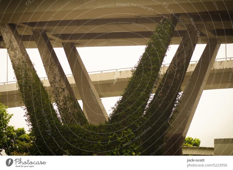 mit Kletterpflanzen begrünte Brückenpfeiler Beton Brückenkonstruktion Architektur Efeu bewachsen natürlich Kontrast Singapur Verkehrswege Natur wuchern