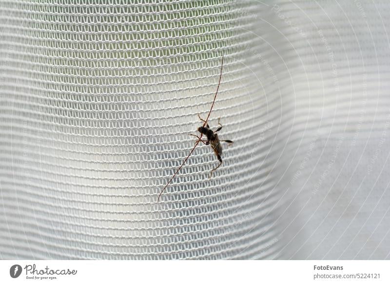 Bockkäfer auf einem Fenstervorhang Gardine Textfreiraum Cerambycidae Natur Biologie polyphag Gewebe Chrysomeloidea Hintergrund Käfer Tier Stoffvorhang Makro