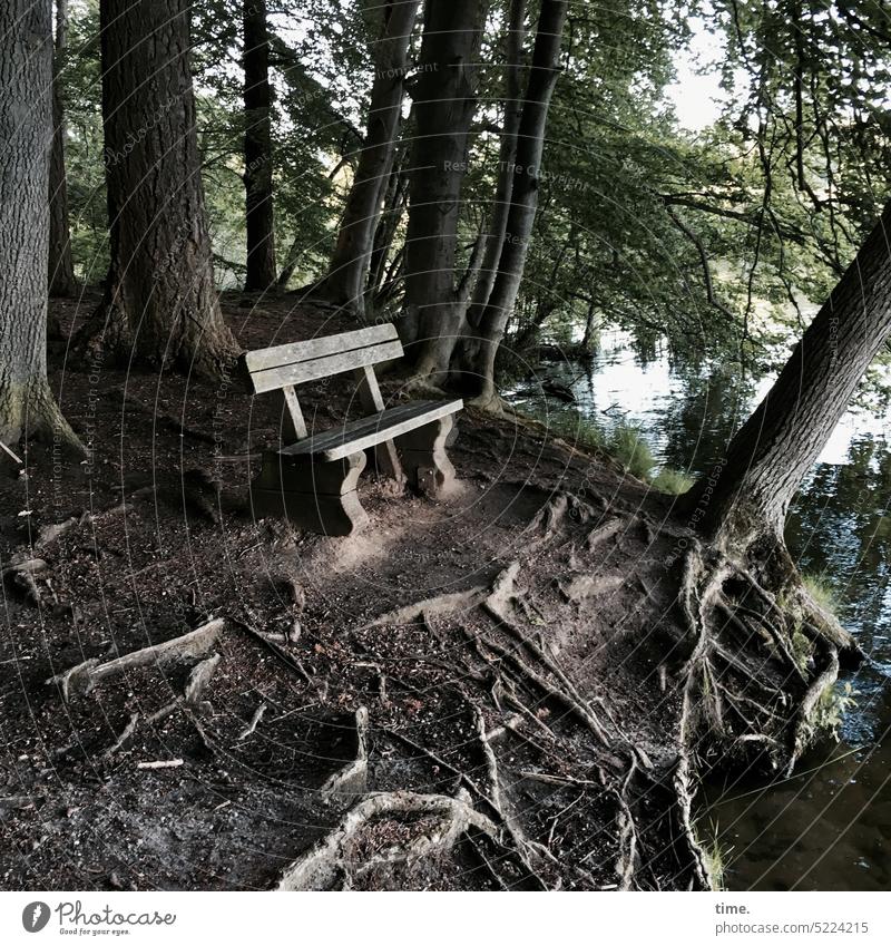 Dauerbrenner | Sitzbank an einem Wanderweg, und zwar unbesetzt Wald See Bäume Bank leer ausruhen Oause entspannen erholen Wanderpause sitzen Wurzeln Zweige