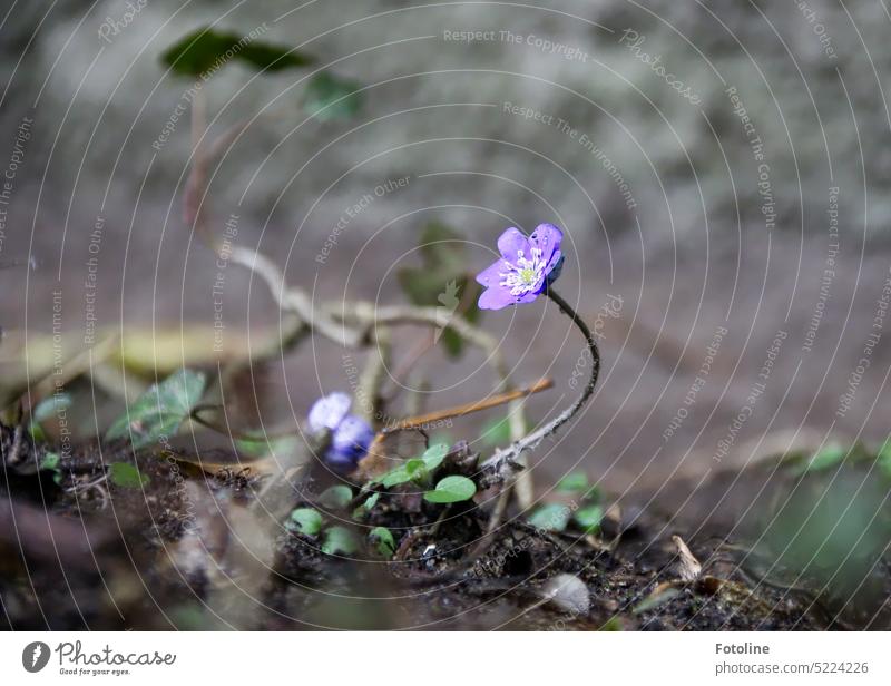 Das kleine Leberblümchen biegt sich dem Licht entgegen, ganz elegant vor einer Efeuranke. Strahlend lila hebt es sich von dem grauen Hintergrund und dem Erdboden ab.