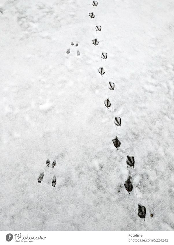 Na? Erkennt ihr die Spuren im Schnee? Es sind die Spuren von Hase und Ente. Winter kalt Frost weiß Außenaufnahme Wintertag schneebedeckt verschneit Schneespur