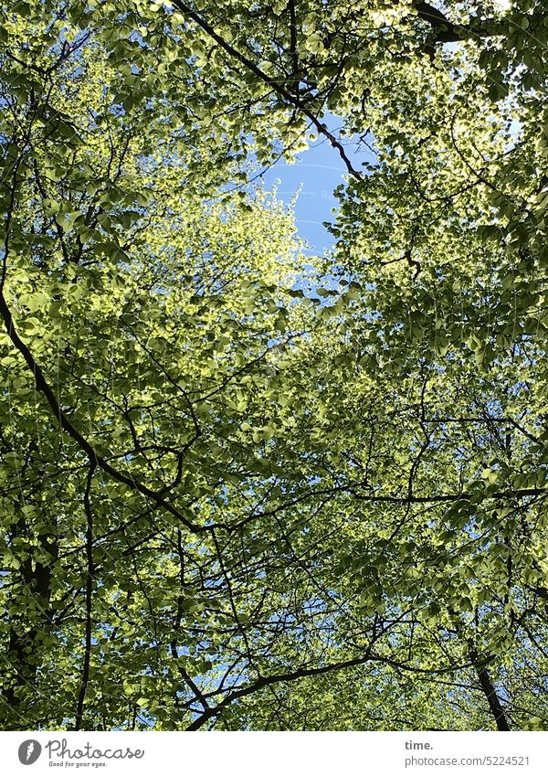 der hat doch nicht mehr alle Blätter in der Krone Baumkrone Wald Frühjahr Frühling grün Zweige Äste Blauer Himmel frisch luftig Bäume Oberlicht sonnig