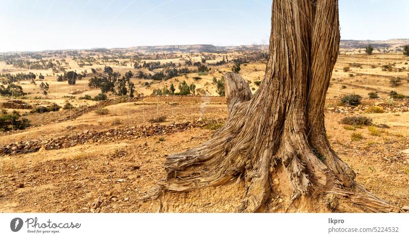 afrika im alten tal ein toter baum Baum Hintergrund Tod Kenia Natur Afrika Kofferraum Pflanze reisen Landschaft heiß Tal Schönheit Wurzeln Himmel Licht