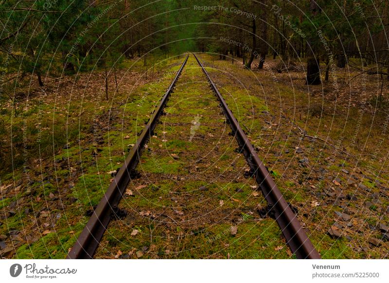 alte Eisenbahnstrecke bei Berlin in Deutschland Bahn Gleisbett Schienen bügeln Rust Eisenbahnschwellen Wald Wälder Baum Bäume Gleise Eisenbahnschienen