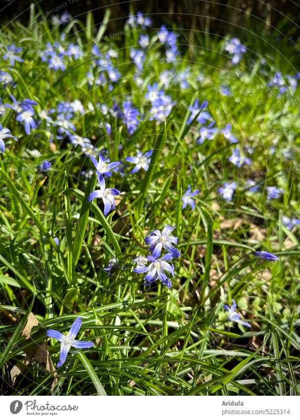 Sibirischer Blaustern No. 1 Frühblüher Frühling Blume Natur Außenaufnahme Garten Frühlingsblume grün blau