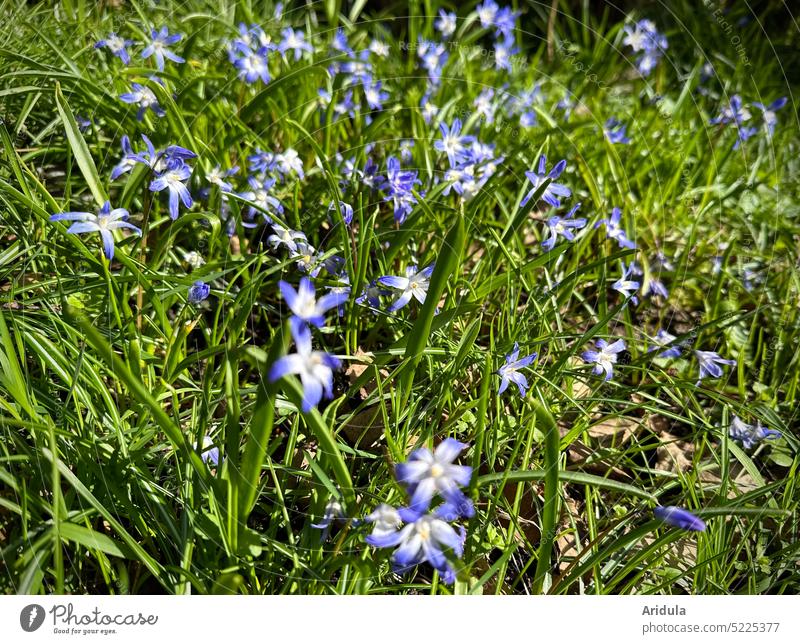 Sibirischer Blaustern No. 2 Frühblüher Frühling Blume Natur Außenaufnahme Garten Frühlingsblume grün blau