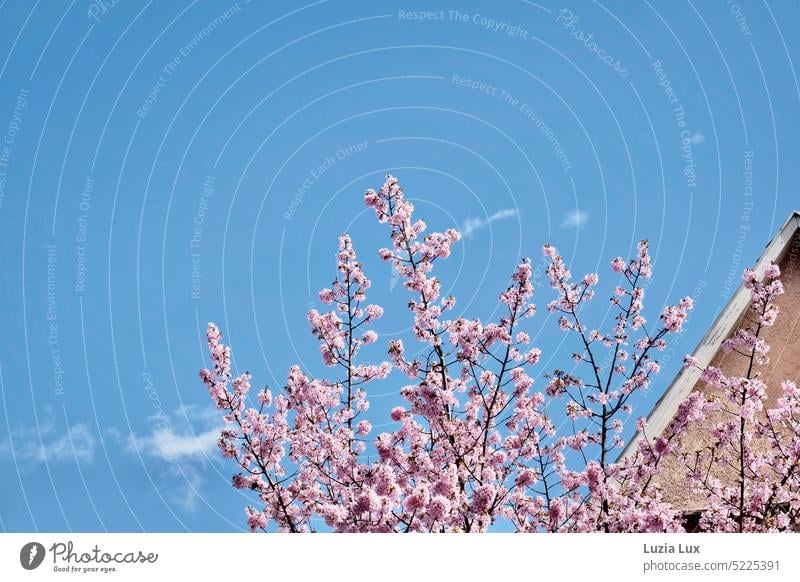 Frühlingsgefühle in der Stadt, rosa Kirschblüten und ein angeschnittenes Dach ragen in einen leuchtend blauen Himmel mit weißen Wolken Natur Blüte schön Blühend