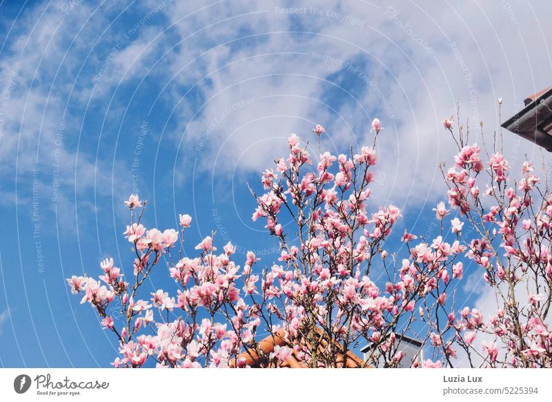 Frühlingsgefühle in der Stadt, rosa Magnolien und einige Dächer ragen in einen leuchtend blauen Himmel mit weißen Wolken Magnolienblüte Magnolienzweige