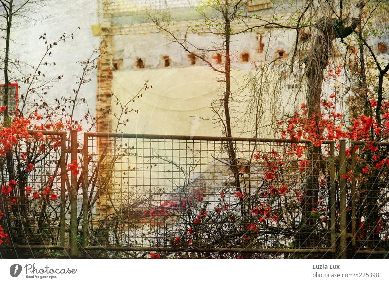 Rot blühende Hecke und ein rostender Zaun vor einer Abrisswand Chinesische Zierquitte rot rotblühend rostig Zerfall Abrissgebäude kaputt alt Vergänglichkeit