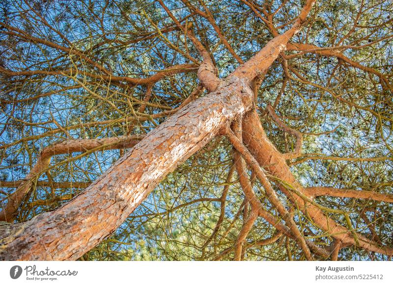 Rotfärbung der Borke einer Rot Föhre Baum Rinde Baumrinde Außenaufnahme Pflanze Umwelt Holz Wald Baumstamm Detailaufnahme Farbfoto Strukturen & Formen Natur
