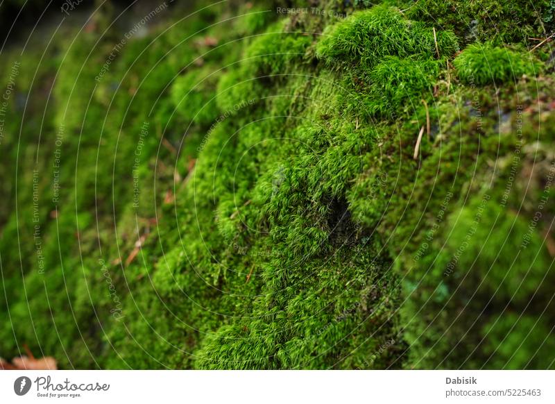 Makroaufnahme von natürlichem Moos Wald grün Stock Pflanze Textur Hintergrund Muster Boden moosbedeckt Flora Nahaufnahme Felsen im Freien Stein weiß organisch