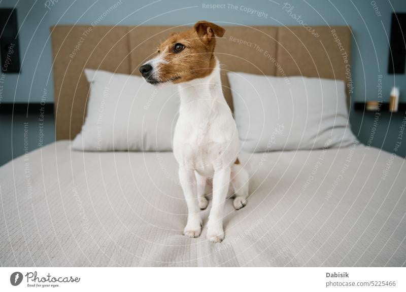 Niedlicher Hund sitzt auf dem Bett im Wohnzimmer, Nahaufnahme Porträt niedlich Schlafzimmer Haustier Tier einsam Reinrassig bezaubernd Innenbereich