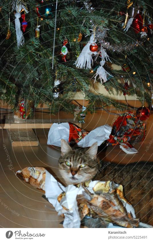 Eine Katze sitzt zwischen Geschenkpapier unter dem Weihnachtsbaum. Hauskatze Tier Haustier getigert gestreift spielen sitzen Weihnachten geschmückt Geschenke