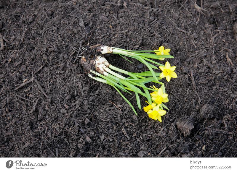 Osterglocken, gelbe Narzissen mit Wurzeln, liegen auf frischer Erde blühend Blüten pflanzbereit Blumenzwiebel pflanzen einpflanzbereit Blumenbeet Gelbe Narzisse