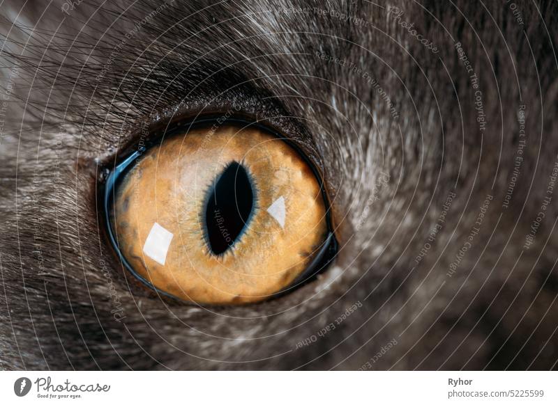 Close Up Funny Curious Black Silver Tabby Maine Coon Cat Eye. Waschbär Katze, Maine Katze, Maine Shag. Amazing Pets Haustier bezaubernd erwachsene Katze Tier