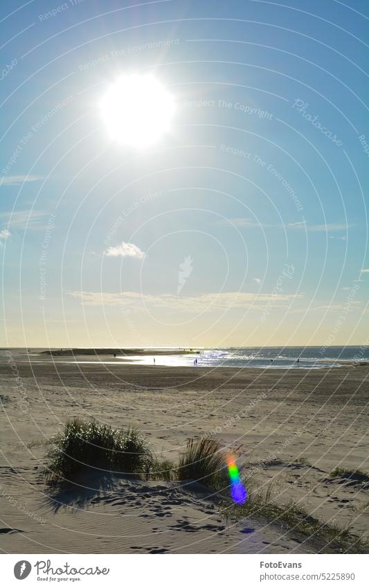 Sanddünen mit Strandhafer an der Nordsee mit Sonne am Abend Gras schouwen-duiveland Walcheren Niederlande Natur Reflexion & Spiegelung Naturschutz Flandern