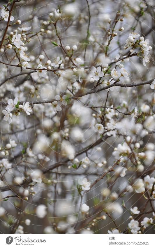zarte, weiß-grüne Fülle am Baum | Frühling genießen. Blüte blühen Pflanze Natur Garten Menschenleer Flora Blumen Botanik natürlich schön Blütenblatt Saison