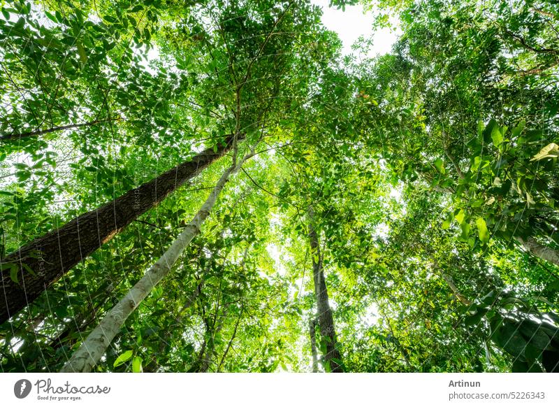 Ansicht von unten von Baumstamm zu grünen Blättern von Bäumen in tropischen Wald. Baum Wald für Verkauf Kohlenstoff Kredit. Kohlendioxid-Reduktion. Weltumwelttag Hintergrund. Welt natürliche Quelle von Sauerstoff.