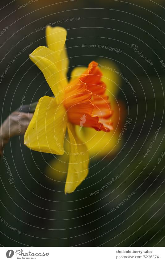 Narzisse von der Seitte aufgenommen Gelbe Narzisse Blume gelb Frühling Pflanze Natur Blühend Farbfoto Außenaufnahme Frühlingsblume Schwache Tiefenschärfe