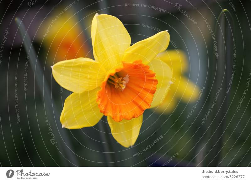 Narzisse Gelbe Narzisse Blume Frühling gelb Blüte Pflanze Farbfoto Natur Blühend Menschenleer Außenaufnahme Schwache Tiefenschärfe