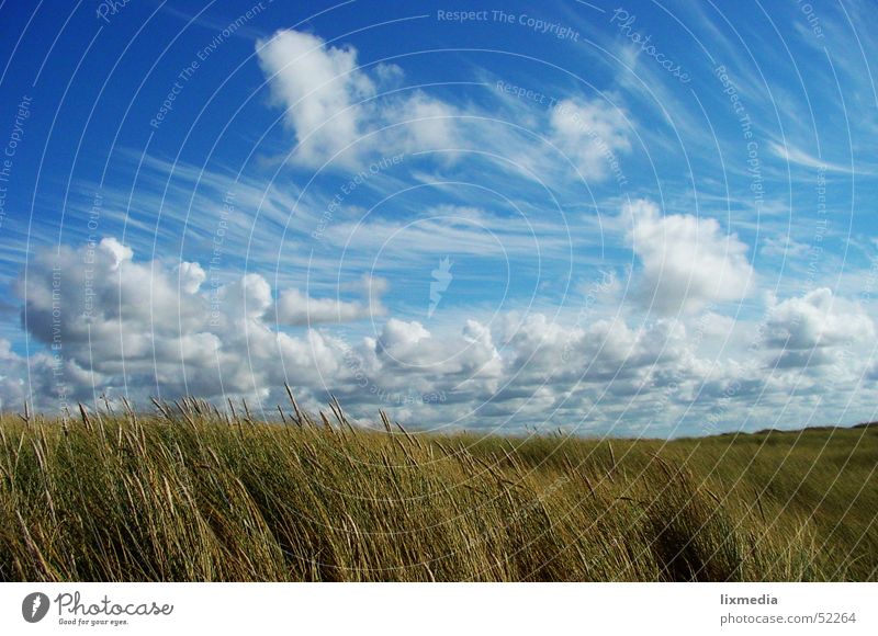 Typisch Dänemark Feld Wolken Gras Getreide Himmel blau Wind Stranddüne