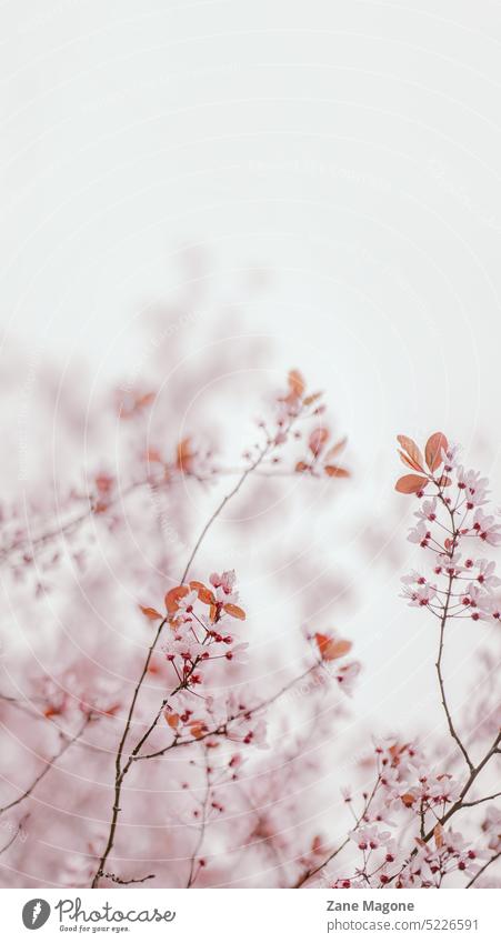 Frühling sakura Hintergrund, hellrosa und beige Ästhetik Japan Tapete verträumt Pastell pastellfarbener Hintergrund pastellrosa romantisch Mai Natur Blüte