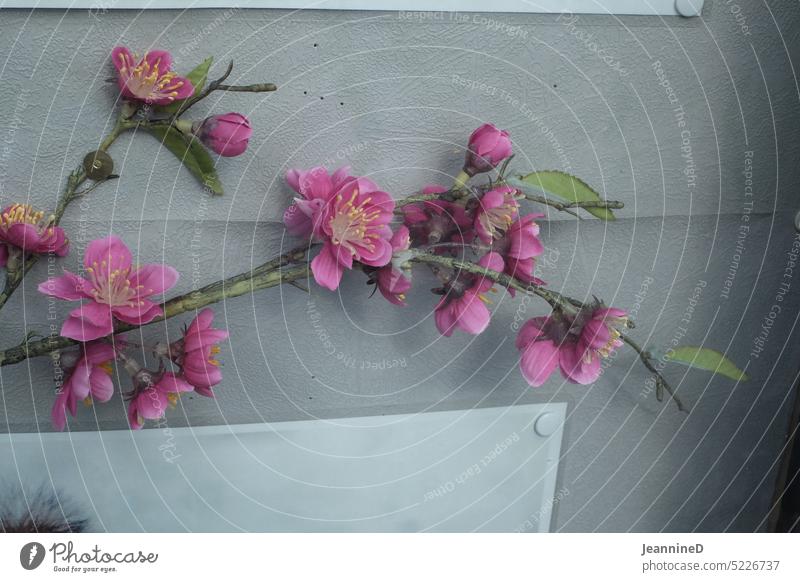 Künstlicher Kirschblüten Zweig künstlich rosa Ast Pinnwand Blüte Kirschbaum Plastik schaukasten traurig reisnagel