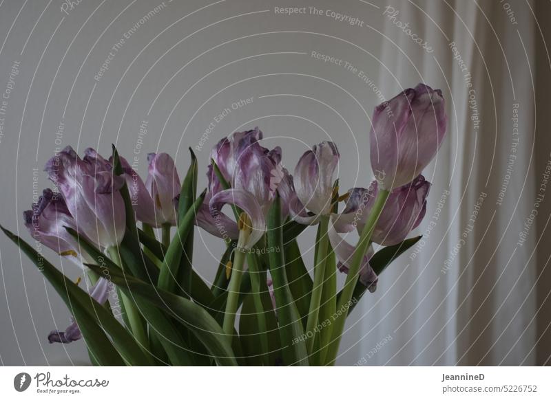 verwelkte Tulpen Strauß Blumen Frühling lilarosa Dekoration & Verzierung verschenken verblüht Natur Innenaufnahme Vergänglichkeit vergessen Blumenstrauß welkend