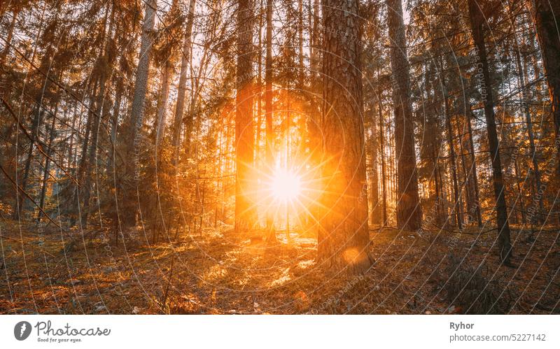 Beautiful Sunset Sunrise Sunshine In Sunny Autumn Coniferous Forest. Sonnenlicht Sonnenstrahlen Sonnenstrahlen durch Wälder im Herbst Waldlandschaft Kofferraum