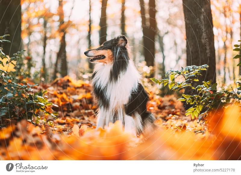 Tricolor Rough Collie, Funny Scottish Collie, Langhaar Collie, English Collie, Lassie Dog Outdoors In Autumn Day. Porträt Tricolore Wald Englisch Schottisch
