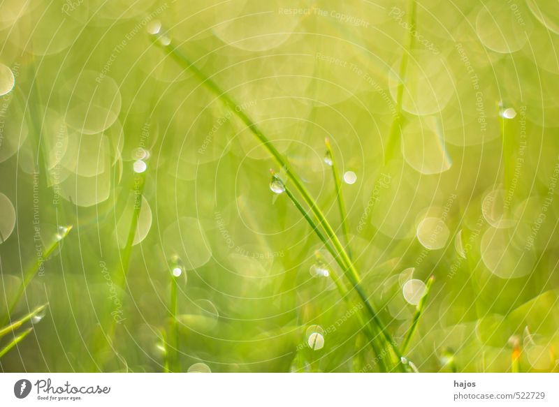 Grashalm mit Tautropfen Garten Dekoration & Verzierung Natur Pflanze Wassertropfen Sonnenlicht Herbst Wiese Wachstum frisch grün Halm Tropfen Reflexe Regen