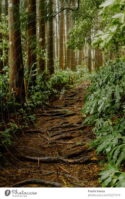Wald auf den Azoren-Inseln Natur Baum Holz Menschenleer Baumstamm Umwelt Außenaufnahme Nutzholz Forstwirtschaft braun Bäume Pflanze Tag Farbfoto Landschaft