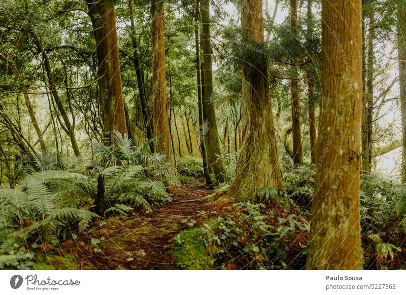 Wald auf den Azoren-Inseln Natur grün Baum Baumstamm Umwelt Blatt Außenaufnahme Landschaft Farbfoto Tag Holz Ast Pflanze Wachstum tropisch Laubbaum