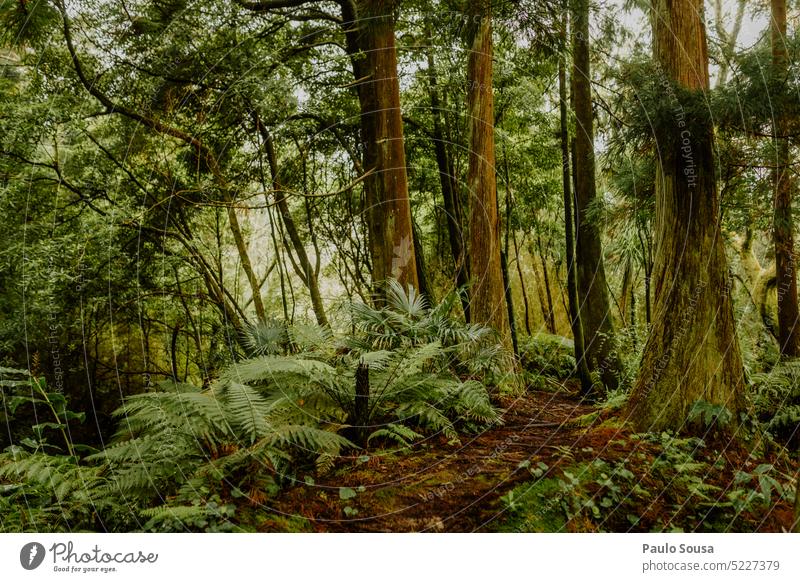 Wald auf den Azoren-Inseln Natur Baum Holz Menschenleer Baumstamm Umwelt Außenaufnahme Nutzholz Forstwirtschaft braun Bäume Pflanze Tag Farbfoto Landschaft