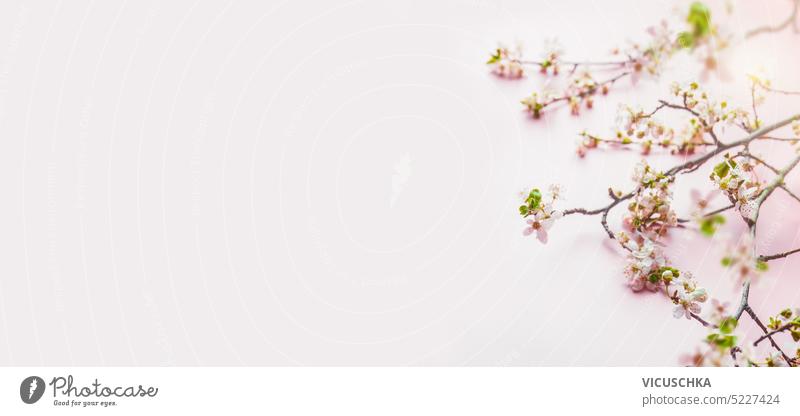 Frühlingshafter Hintergrund mit Kirschblütenzweigen auf blassrosa Hintergrund. Banner frühlingshafter Hintergrund Transparente Pastell Rahmen Draufsicht schön