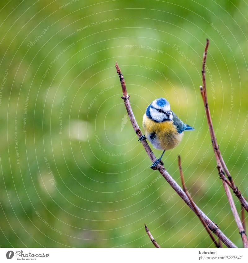 knutschkugel Umwelt Vögel Meisen Jahreszeiten Garten Tierliebe Außenaufnahme Vogel hübsch niedlich Farbfoto Natur Schnabel Feder Blaumeise Wildtier Tierporträt