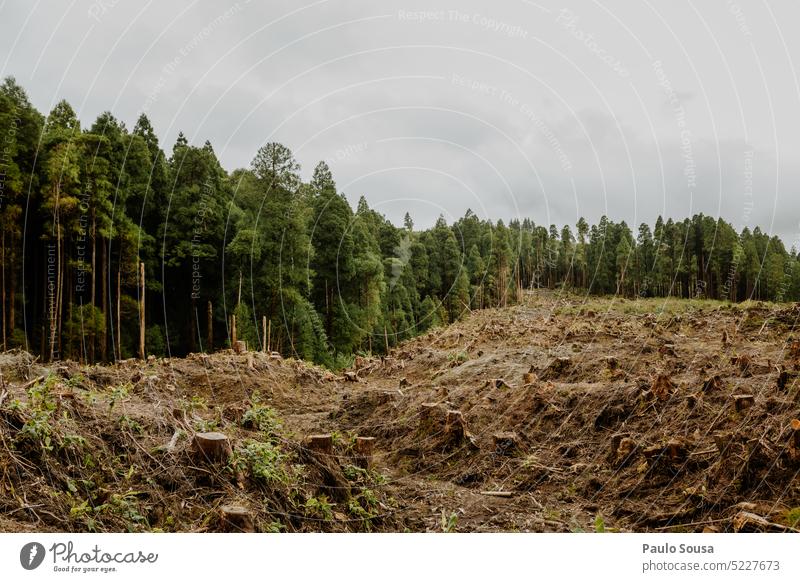 Abholzungslandschaft Entwaldung entwalden Umwelt Holz Natur Landschaft Industrie im Freien Wald Baum Forstwirtschaft Ressource Ökologie geschnitten grün