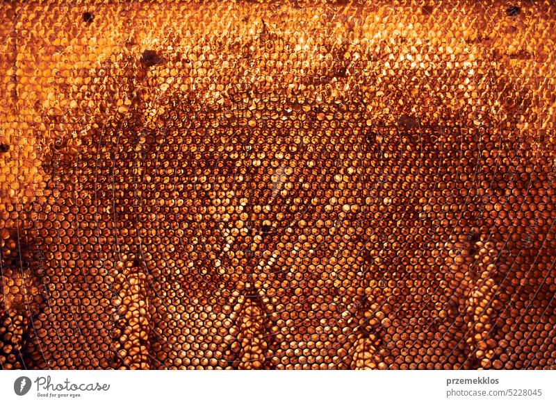 Nahaufnahme einer Honigwabe mit Honig darauf. Arbeiten im Bienenhaus. Erntezeit im Bienenstock. Imkerei als Hobby. Landwirtschaftliche Produktion Liebling