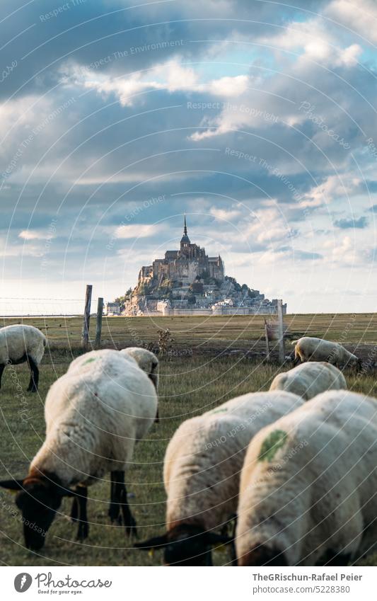 Wiese mit Schafe und Mont Saint Michel im Hintergrund Weide Blauer Himmel Schafherde Gras Landschaft Nutztier Natur Tiergruppe Herde mont saint michel
