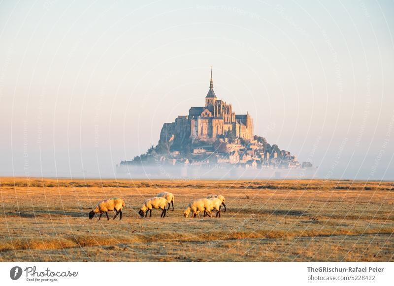 Wiese mit Schafe und Mont Saint Michel im Hintergrund Weide Blauer Himmel Schafherde Gras Landschaft Nutztier Natur Tiergruppe Herde mont saint michel